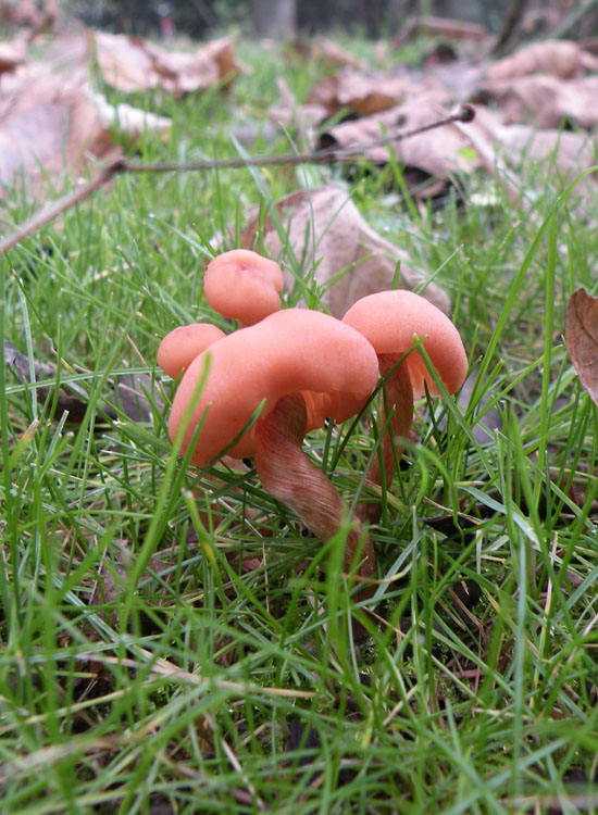 Laccaria in giardino? (Laccaria affinis)